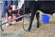 Black Calf Leaning in Towards a Cup of Feed