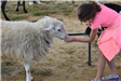 Girl Giving a Sheep a Cup of Feed
