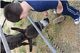Kid Feeding a Donkey at a Petting Zoo
