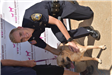 Police Officer Petting a Dog